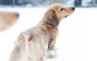 最新山東格惠犬吧，探索格惠犬的世界