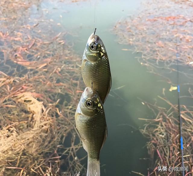 廊坊釣魚網(wǎng)最新魚訊，探索魚類的奧秘與釣魚的樂趣